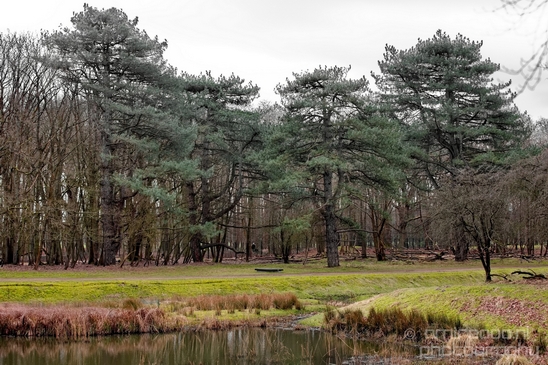 Landscape_Amsterdamse_Waterleidingduinen_nature_Amsterdam_Netherlands_Photography_180_Canon_EOS_5D_Mark_IV.JPG