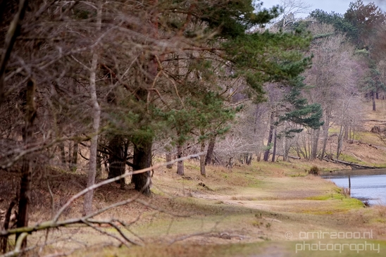 Landscape_Amsterdamse_Waterleidingduinen_nature_Amsterdam_Netherlands_Photography_188_Canon_EOS_5D_Mark_IV.JPG