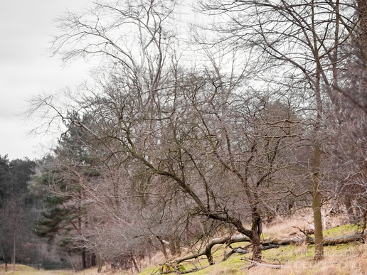 Landscape_Amsterdamse_Waterleidingduinen_nature_Amsterdam_Netherlands_Photography_190_Canon_EOS_5D_Mark_IV.JPG