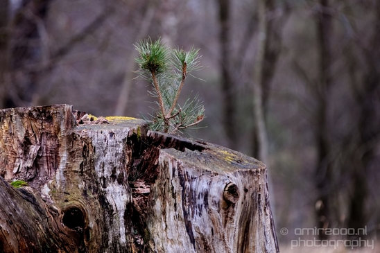 Landscape_Amsterdamse_Waterleidingduinen_nature_Amsterdam_Netherlands_Photography_191_Canon_EOS_5D_Mark_IV.JPG