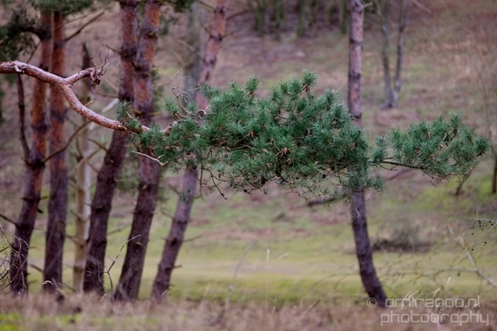 Landscape_Amsterdamse_Waterleidingduinen_nature_Amsterdam_Netherlands_Photography_192_Canon_EOS_5D_Mark_IV.JPG