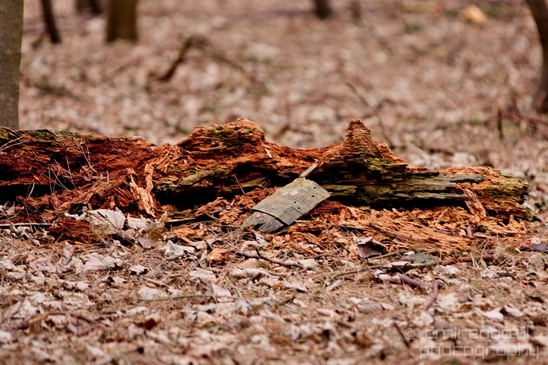 Landscape_Amsterdamse_Waterleidingduinen_nature_Amsterdam_Netherlands_Photography_196_Canon_EOS_5D_Mark_IV.JPG