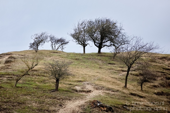 Landscape_Amsterdamse_Waterleidingduinen_nature_Amsterdam_Netherlands_Photography_197_Canon_EOS_5D_Mark_IV.JPG
