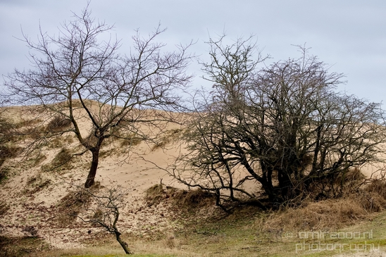 Landscape_Amsterdamse_Waterleidingduinen_nature_Amsterdam_Netherlands_Photography_198_Canon_EOS_5D_Mark_IV.JPG