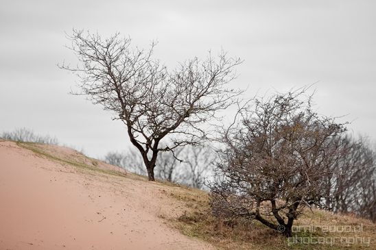 Landscape_Amsterdamse_Waterleidingduinen_nature_Amsterdam_Netherlands_Photography_199_Canon_EOS_5D_Mark_IV.JPG
