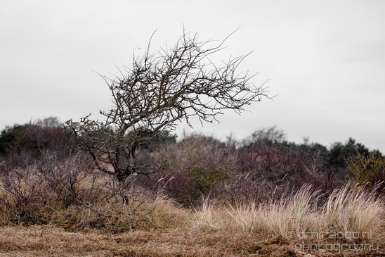 Landscape_Amsterdamse_Waterleidingduinen_nature_Amsterdam_Netherlands_Photography_201_Canon_EOS_5D_Mark_IV.JPG