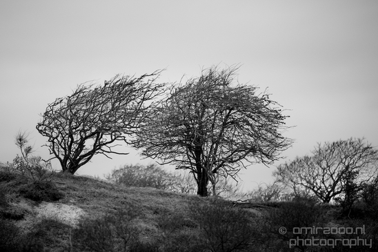 Landscape_Amsterdamse_Waterleidingduinen_nature_Amsterdam_Netherlands_Photography_202_Canon_EOS_5D_Mark_IV.JPG