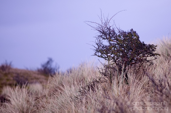 Landscape_Amsterdamse_Waterleidingduinen_nature_Amsterdam_Netherlands_Photography_207_Canon_EOS_5D_Mark_IV.JPG