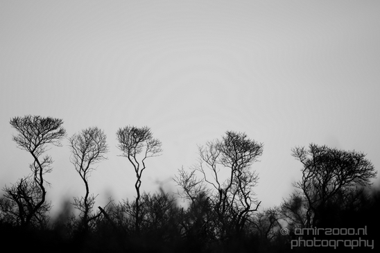 Landscape_Amsterdamse_Waterleidingduinen_nature_Amsterdam_Netherlands_Photography_208_Canon_EOS_5D_Mark_IV.JPG
