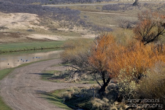 Landscape_Amsterdamse_Waterleidingduinen_nature_Amsterdam_Netherlands_Photography_209_Canon_EOS_5D_Mark_IV.JPG