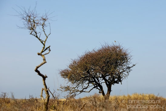 Landscape_Amsterdamse_Waterleidingduinen_nature_Amsterdam_Netherlands_Photography_210_Canon_EOS_5D_Mark_IV.JPG