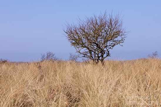 Landscape_Amsterdamse_Waterleidingduinen_nature_Amsterdam_Netherlands_Photography_212_Canon_EOS_5D_Mark_IV.JPG