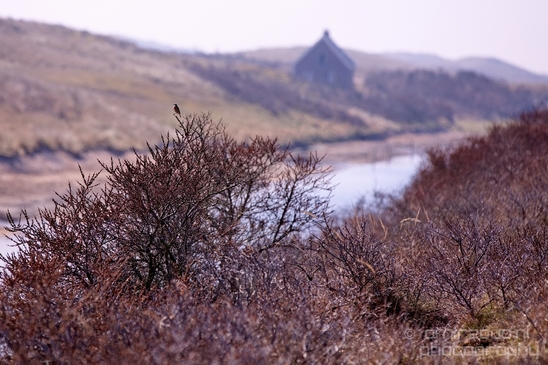 Landscape_Amsterdamse_Waterleidingduinen_nature_Amsterdam_Netherlands_Photography_216_Canon_EOS_5D_Mark_IV.JPG