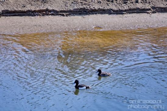 Landscape_Amsterdamse_Waterleidingduinen_nature_Amsterdam_Netherlands_Photography_223_Canon_EOS_5D_Mark_IV.JPG