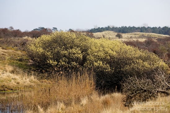 Landscape_Amsterdamse_Waterleidingduinen_nature_Amsterdam_Netherlands_Photography_230_Canon_EOS_5D_Mark_IV.JPG