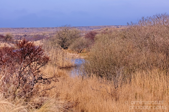 Landscape_Amsterdamse_Waterleidingduinen_nature_Amsterdam_Netherlands_Photography_231_Canon_EOS_5D_Mark_IV.JPG