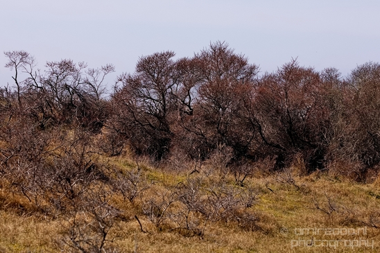 Landscape_Amsterdamse_Waterleidingduinen_nature_Amsterdam_Netherlands_Photography_232_Canon_EOS_5D_Mark_IV.JPG