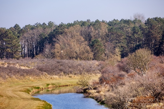 Landscape_Amsterdamse_Waterleidingduinen_nature_Amsterdam_Netherlands_Photography_233_Canon_EOS_5D_Mark_IV.JPG