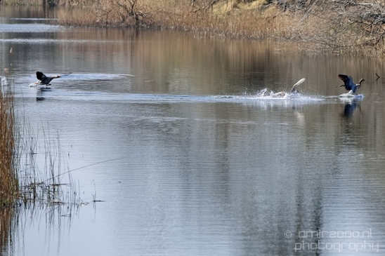 Landscape_Amsterdamse_Waterleidingduinen_nature_Amsterdam_Netherlands_Photography_237_Canon_EOS_5D_Mark_IV.JPG