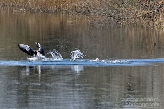 Landscape_Amsterdamse_Waterleidingduinen_nature_Amsterdam_Netherlands_Photography_238_Canon_EOS_5D_Mark_IV.JPG