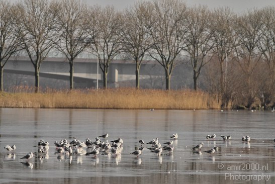 Landscape_Flevopark_Amsterdam_Nederland_Netherlands_Photography_002_Canon_EOS_7D.JPG