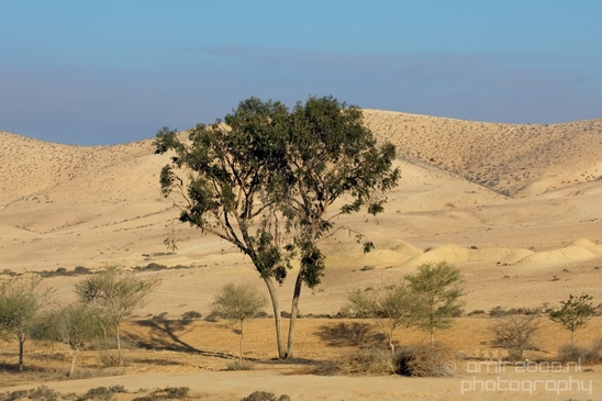 Landscape_Nature_Arava_and_Negev_desert_scenery_Israel_Photography_004_Canon_EOS_5D_Mark_IV.JPG