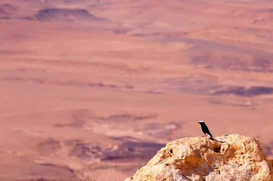 Landscape_Nature_Arava_and_Negev_desert_scenery_Israel_Photography_010_Canon_EOS_5D_Mark_IV.JPG