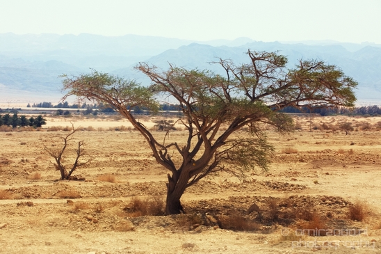 Landscape_Nature_Arava_and_Negev_desert_scenery_Israel_Photography_032_Canon_EOS_5D_Mark_IV.JPG