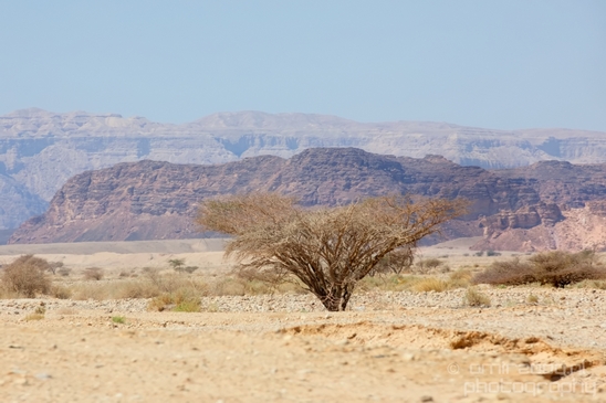 Landscape_Nature_Arava_and_Negev_desert_scenery_Israel_Photography_038_Canon_EOS_5D_Mark_IV.JPG
