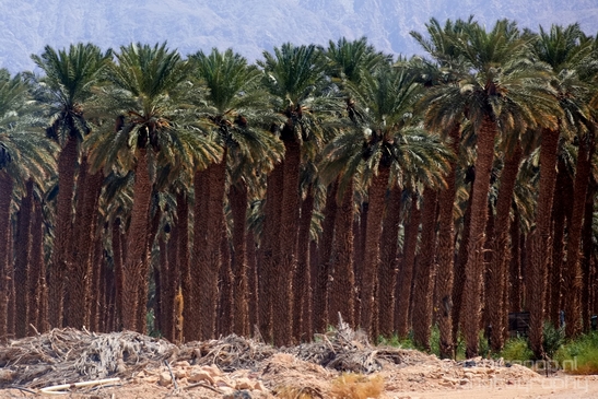 Landscape_Nature_Arava_and_Negev_desert_scenery_Israel_Photography_058_Canon_EOS_5D_Mark_IV.JPG