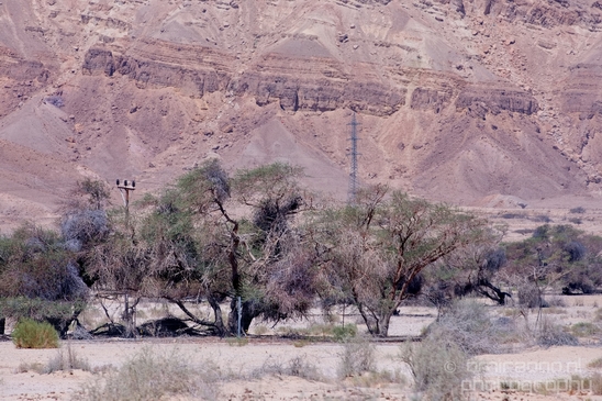 Landscape_Nature_Arava_and_Negev_desert_scenery_Israel_Photography_060_Canon_EOS_5D_Mark_IV.JPG