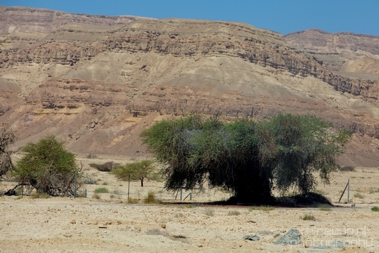 Landscape_Nature_Arava_and_Negev_desert_scenery_Israel_Photography_061_Canon_EOS_5D_Mark_IV.JPG