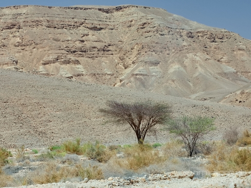 Landscape_Nature_Arava_and_Negev_desert_scenery_Israel_Photography_079_Canon_EOS_5D_Mark_IV.JPG