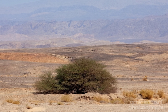 Landscape_Nature_Arava_and_Negev_desert_scenery_Israel_Photography_097_Canon_EOS_5D_Mark_IV.JPG