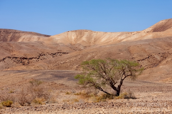Landscape_Nature_Arava_and_Negev_desert_scenery_Israel_Photography_107_Canon_EOS_5D_Mark_IV.JPG