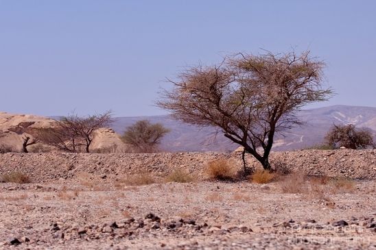Landscape_Nature_Arava_and_Negev_desert_scenery_Israel_Photography_122_Canon_EOS_5D_Mark_IV.JPG
