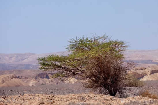 Landscape_Nature_Arava_and_Negev_desert_scenery_Israel_Photography_123_Canon_EOS_5D_Mark_IV.JPG