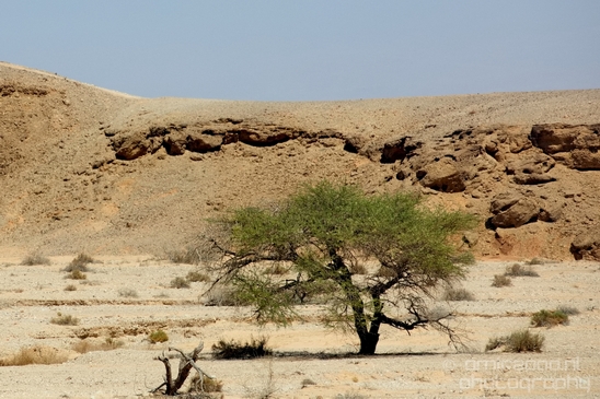 Landscape_Nature_Arava_and_Negev_desert_scenery_Israel_Photography_128_Canon_EOS_5D_Mark_IV.JPG