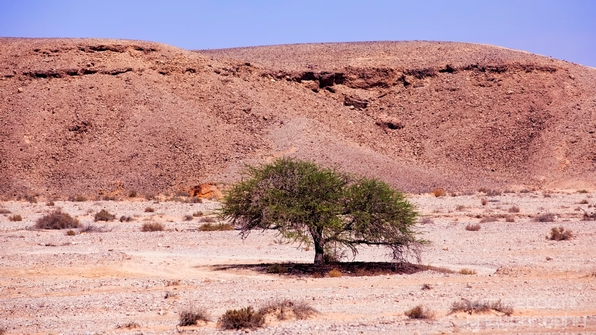 Landscape_Nature_Arava_and_Negev_desert_scenery_Israel_Photography_129_Canon_EOS_5D_Mark_IV.JPG