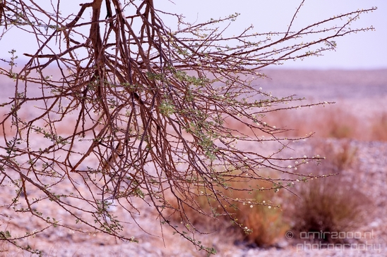 Landscape_Nature_Arava_and_Negev_desert_scenery_Israel_Photography_136_Canon_EOS_5D_Mark_IV.JPG