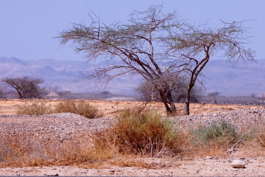 Landscape_Nature_Arava_and_Negev_desert_scenery_Israel_Photography_137_Canon_EOS_5D_Mark_IV.JPG