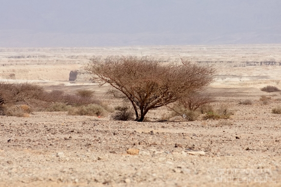Landscape_Nature_Arava_and_Negev_desert_scenery_Israel_Photography_141_Canon_EOS_5D_Mark_IV.JPG