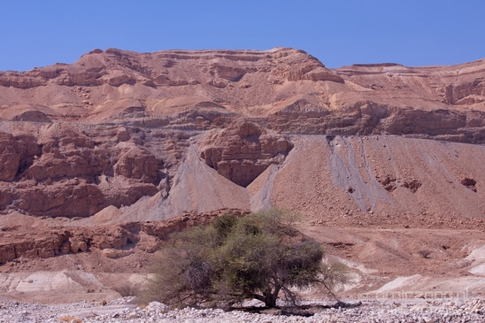 Landscape_Nature_Arava_and_Negev_desert_scenery_Israel_Photography_148_Canon_EOS_5D_Mark_IV.JPG