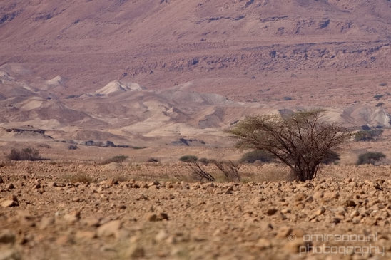 Landscape_Nature_Dead_Sea_Israel_Desert_Photography_014_Canon_EOS_5D_Mark_IV.JPG
