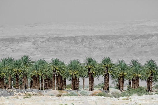 Landscape_Nature_Dead_Sea_Israel_Desert_Photography_026_Canon_EOS_7D.JPG