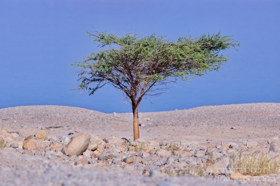 Landscape_Nature_Dead_Sea_Israel_Desert_Photography_078_Canon_EOS_5D_Mark_IV.JPG
