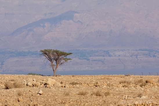 Landscape_Nature_Dead_Sea_Israel_Desert_Photography_094_Canon_EOS_5D_Mark_IV.JPG