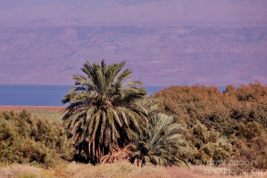 Landscape_Nature_Dead_Sea_Israel_Desert_Photography_104_Canon_EOS_5D_Mark_IV.JPG