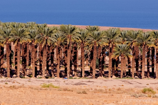 Landscape_Nature_Dead_Sea_Israel_Desert_Photography_107_Canon_EOS_5D_Mark_IV.JPG