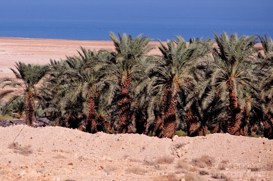 Landscape_Nature_Dead_Sea_Israel_Desert_Photography_111_Canon_EOS_5D_Mark_IV.JPG